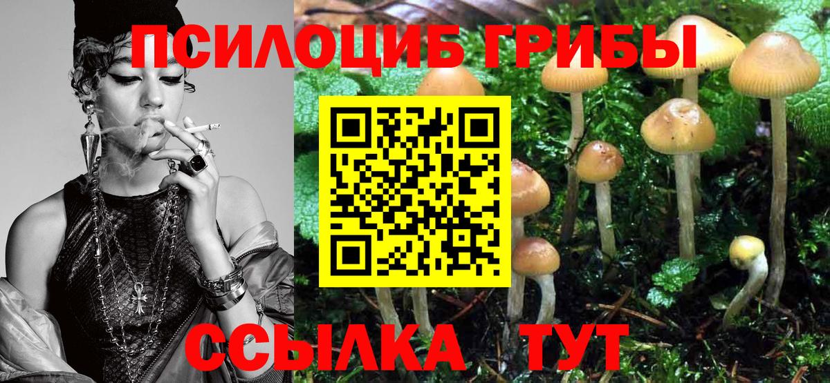 Галлюциногенные грибы Psilocybine cubensis Саяногорск